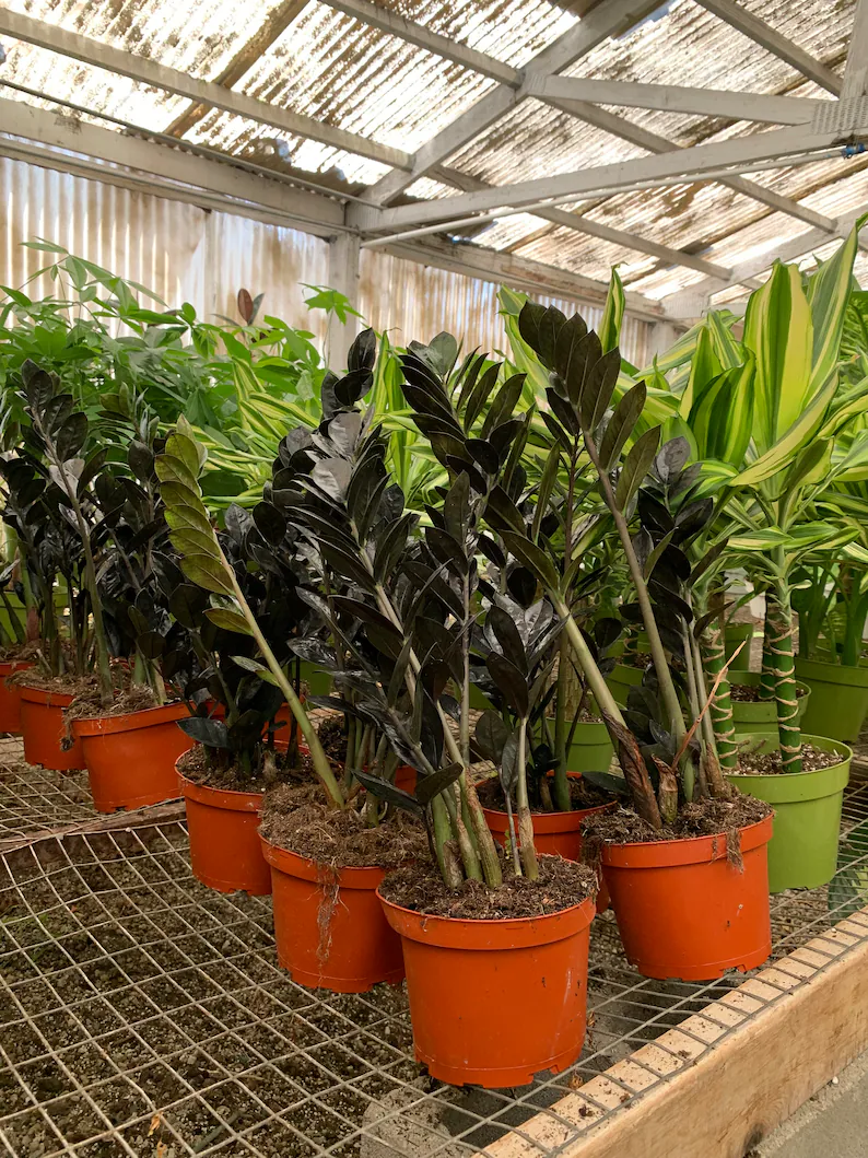 Rare plant black